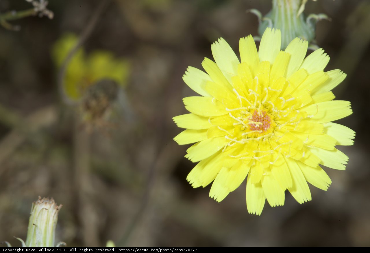Sunshine Daisy in the Wild Field