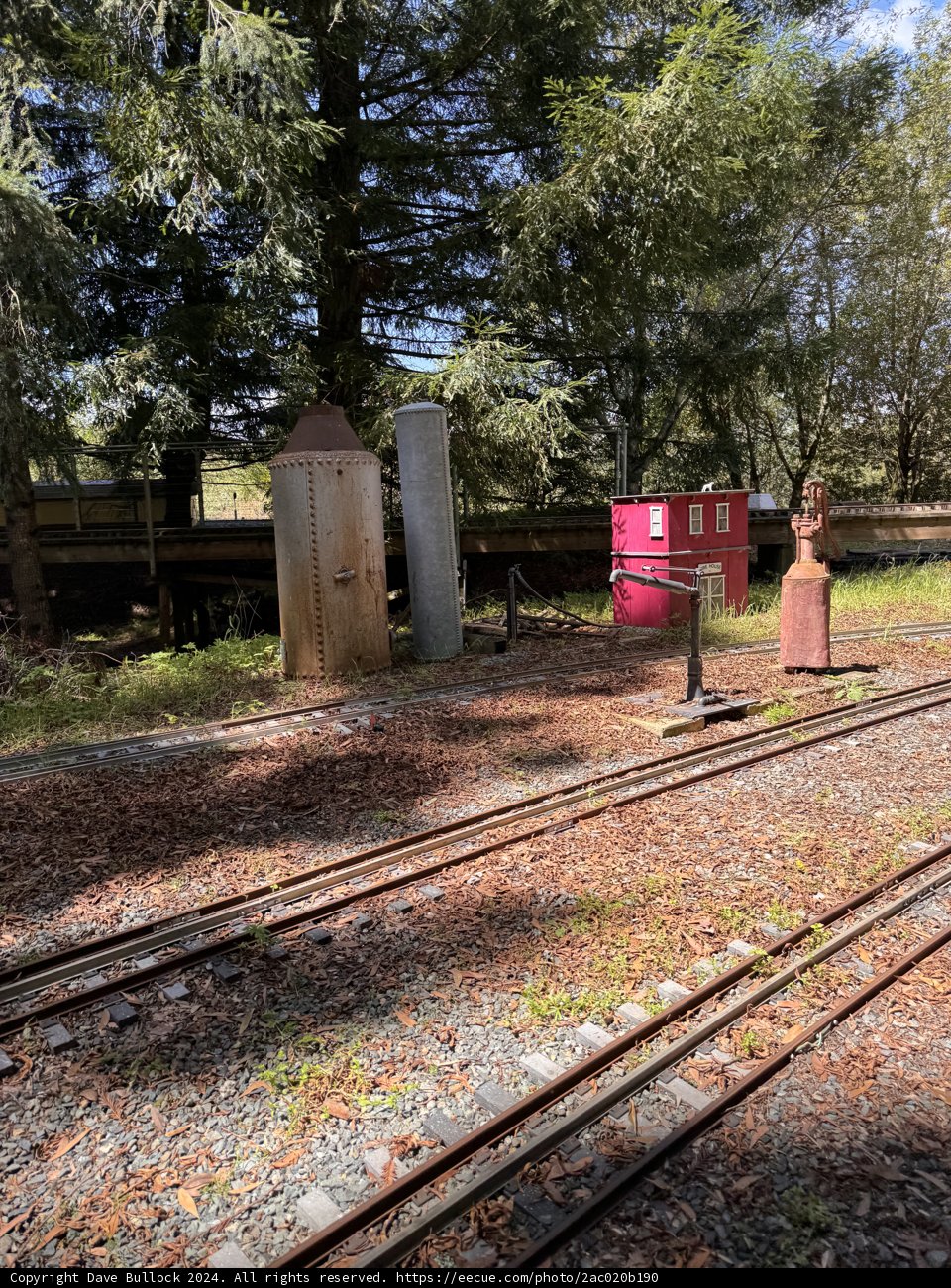 Tranquil Tracks and Timeless Trees