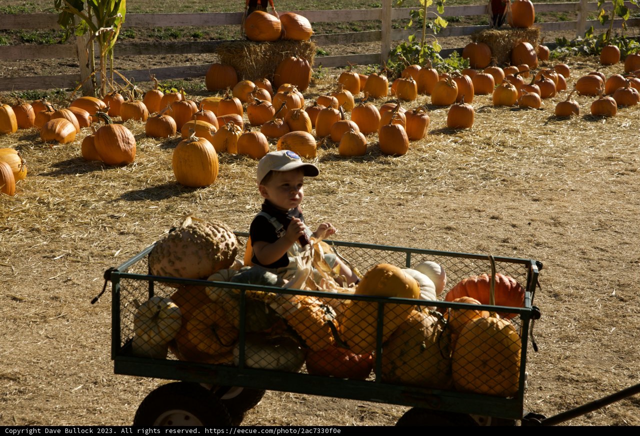 Harvest Joy: A Boyhood Adventure on the Metzgars' Pumpkin Patch