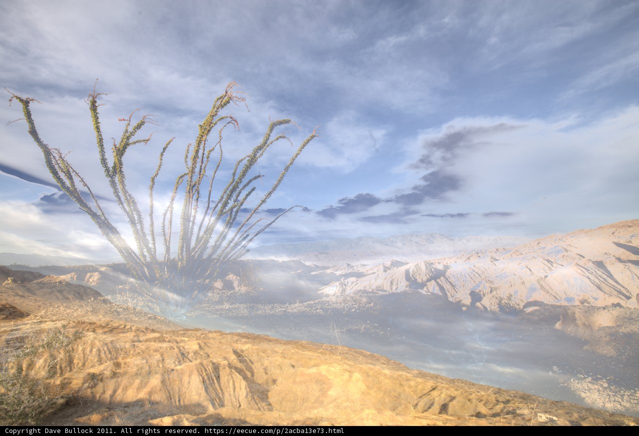 Desert Beauty
