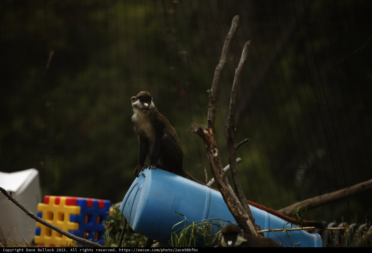 Barrel Buddies - The Monkey Marvel at Oakland!