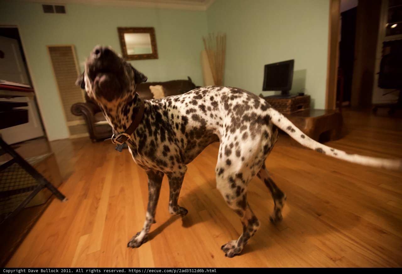 Dalmatian Posing in a Wooden Living Room