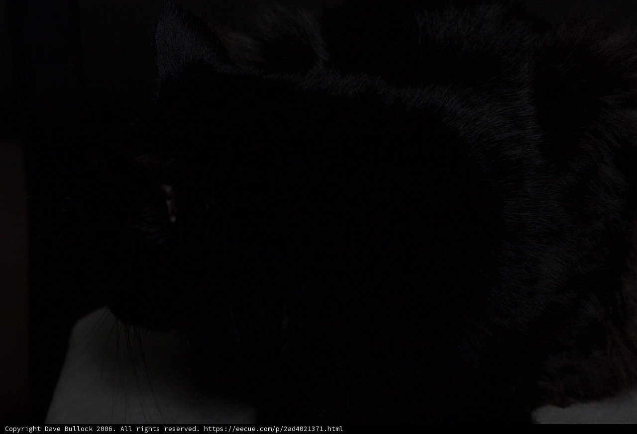 Black Cat in the Shadows