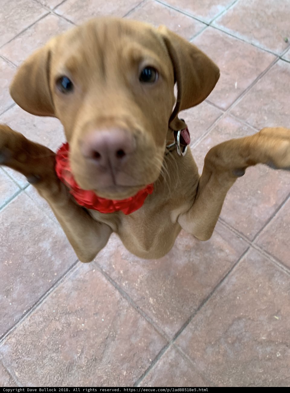Canine Curiosity