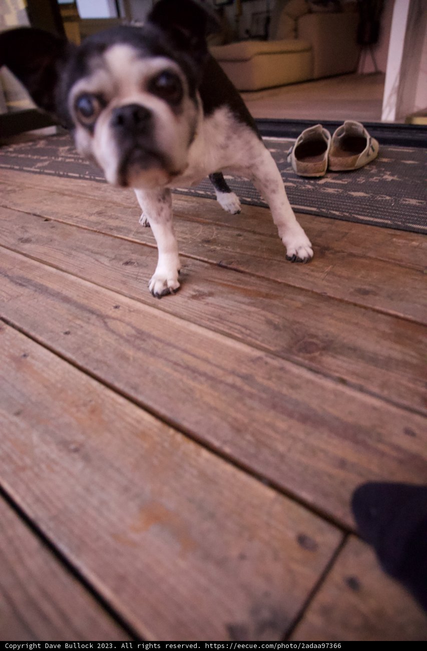 Puppy Pause on The Porch: LA 2023
