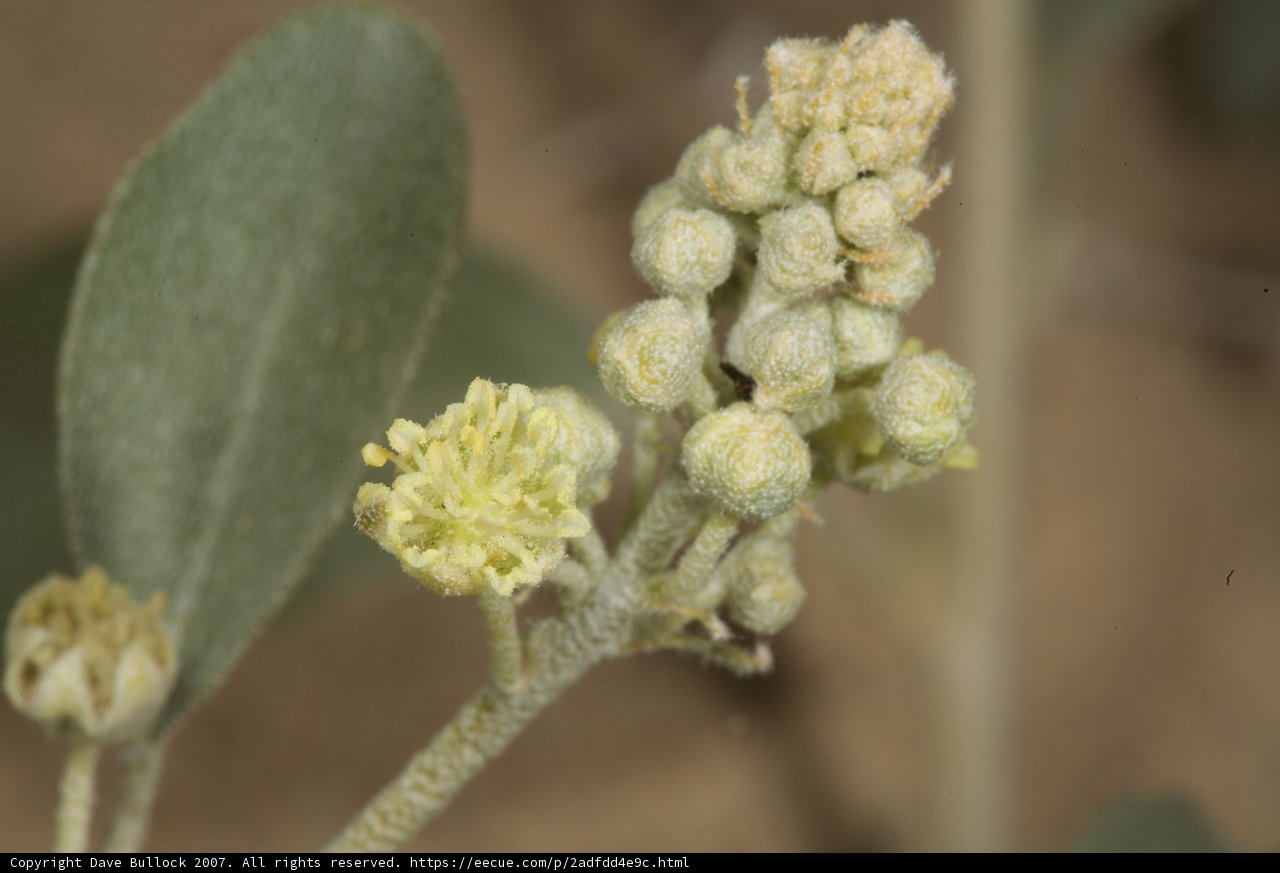 Yellow Blossoms of the Desert