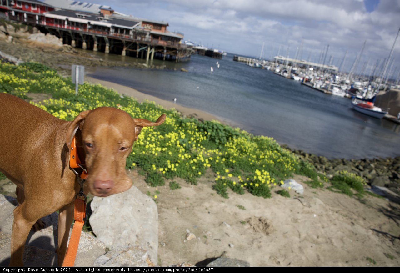 The Waterfront Canine Explorer