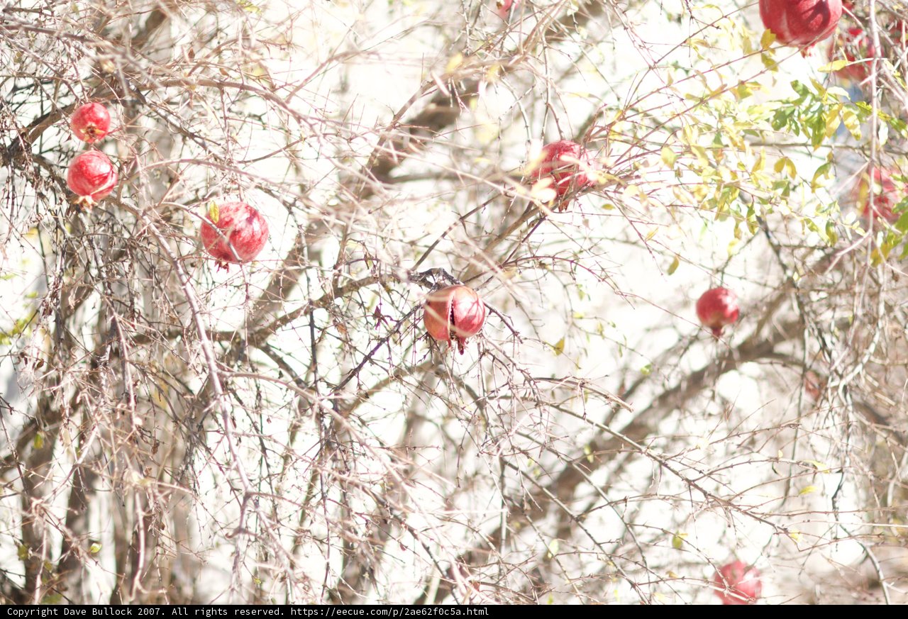 Red Fruit Tree Branch and Bird