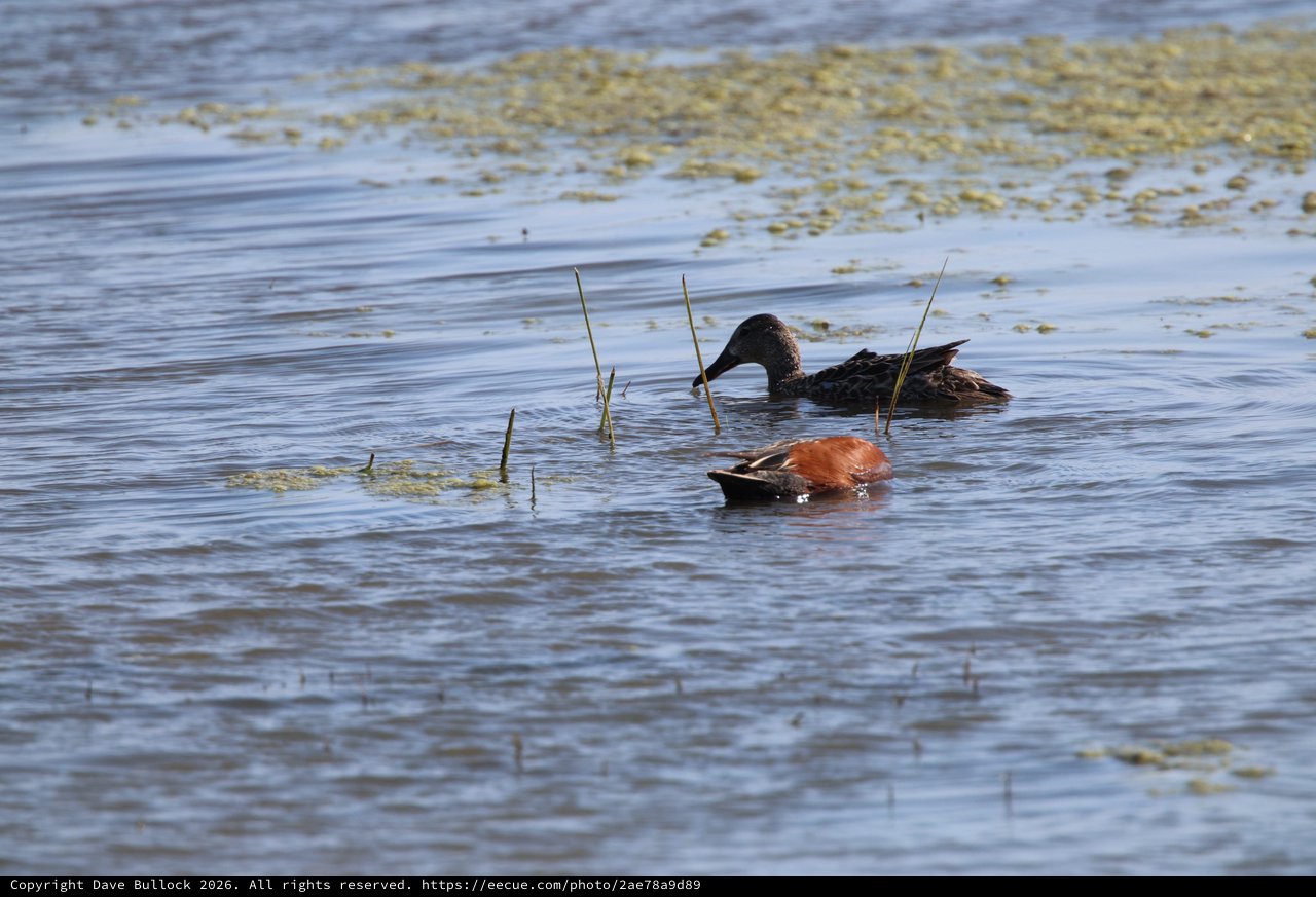 Cinnamon Teal Pair Foraging in Shallow Wetland