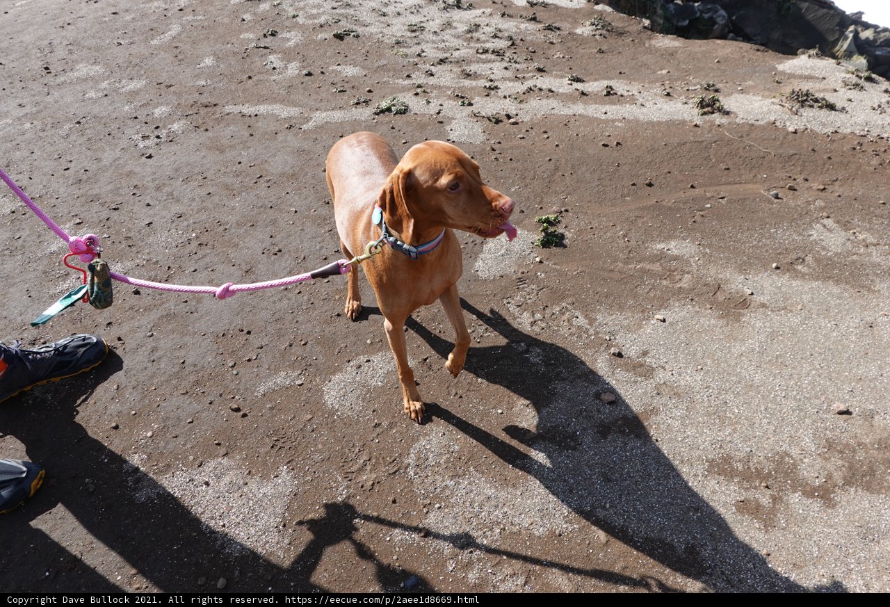Beach Walk with the Vizsla
