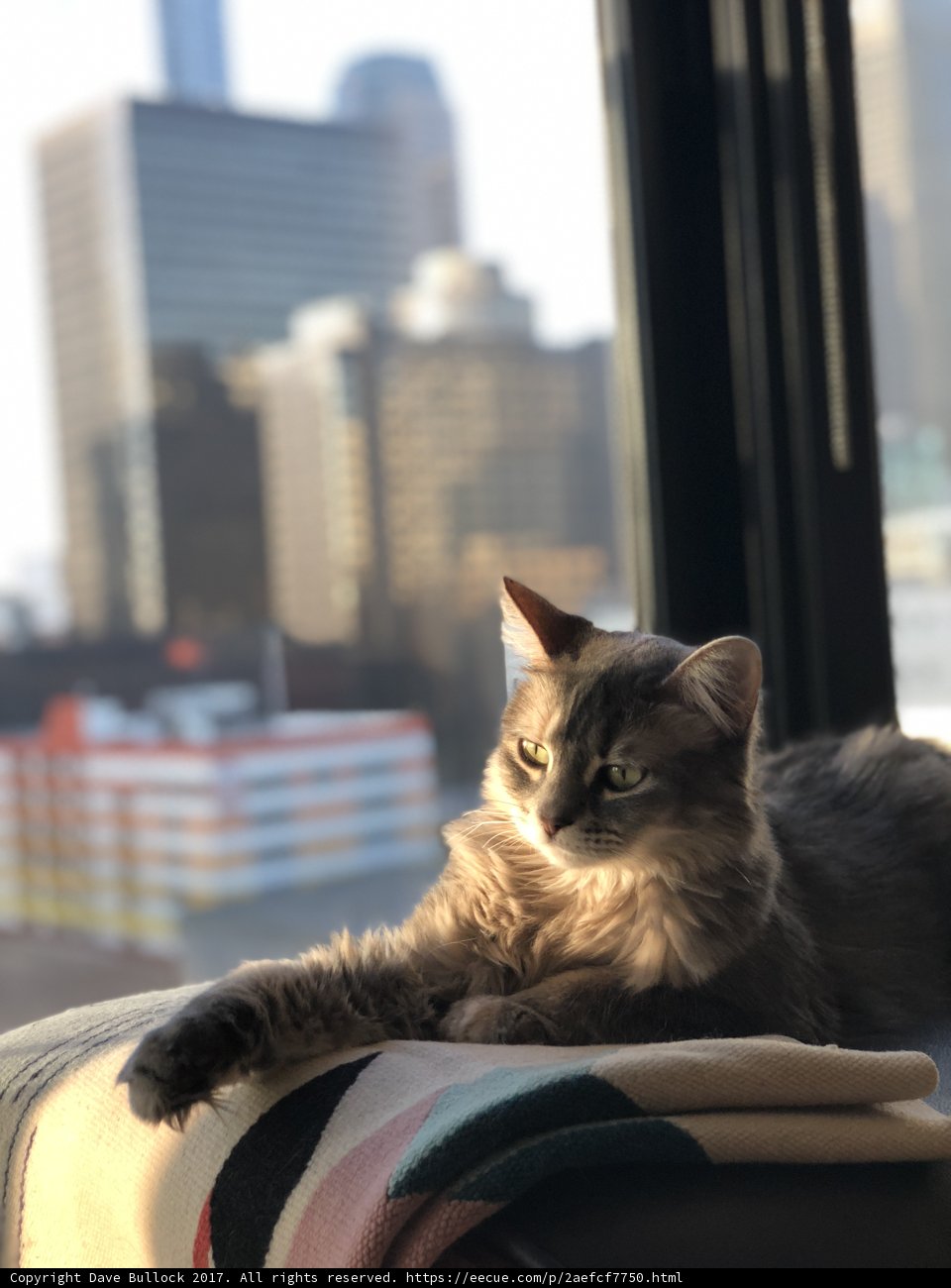 Sunshine Nap