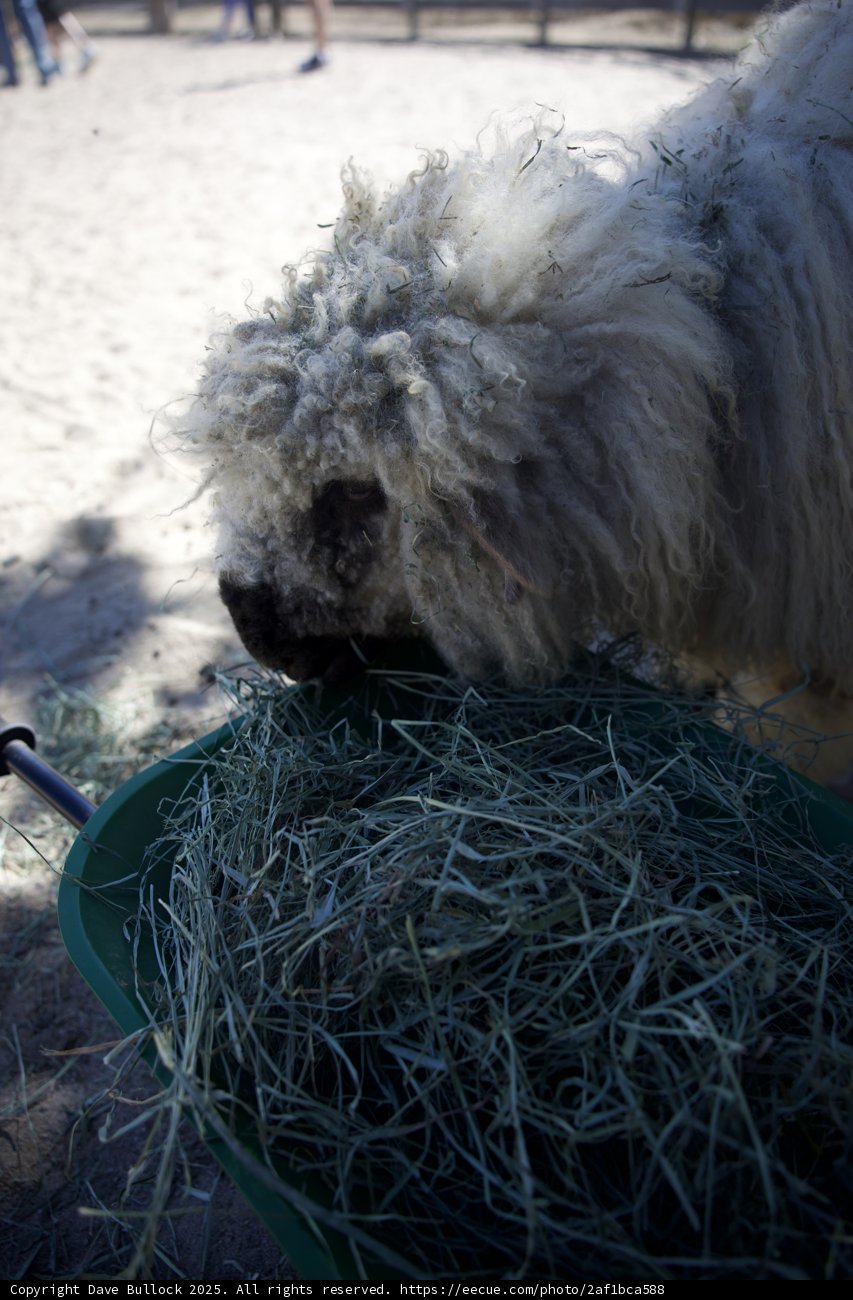 Furry Feast at Carmel Valley Ranch