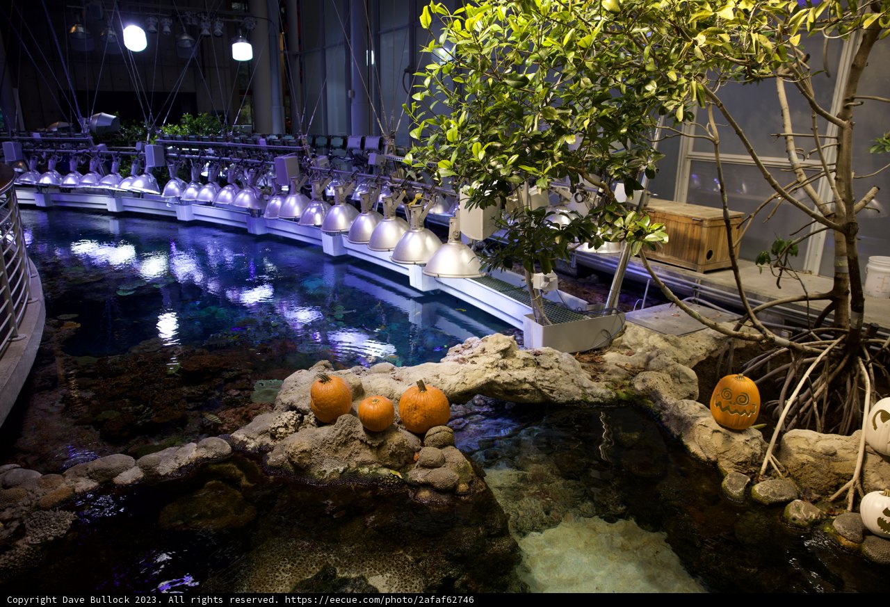 Enchanting Pumpkin Pond