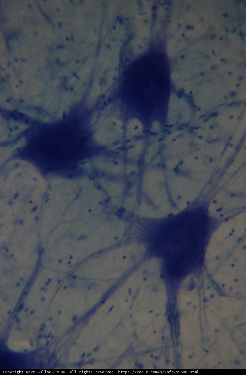Blue Stained Cell