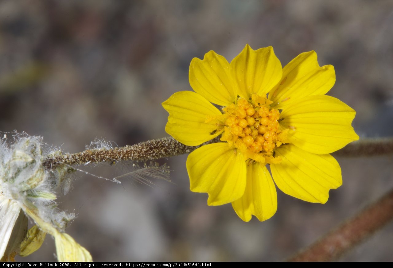 Sunny Daisy
