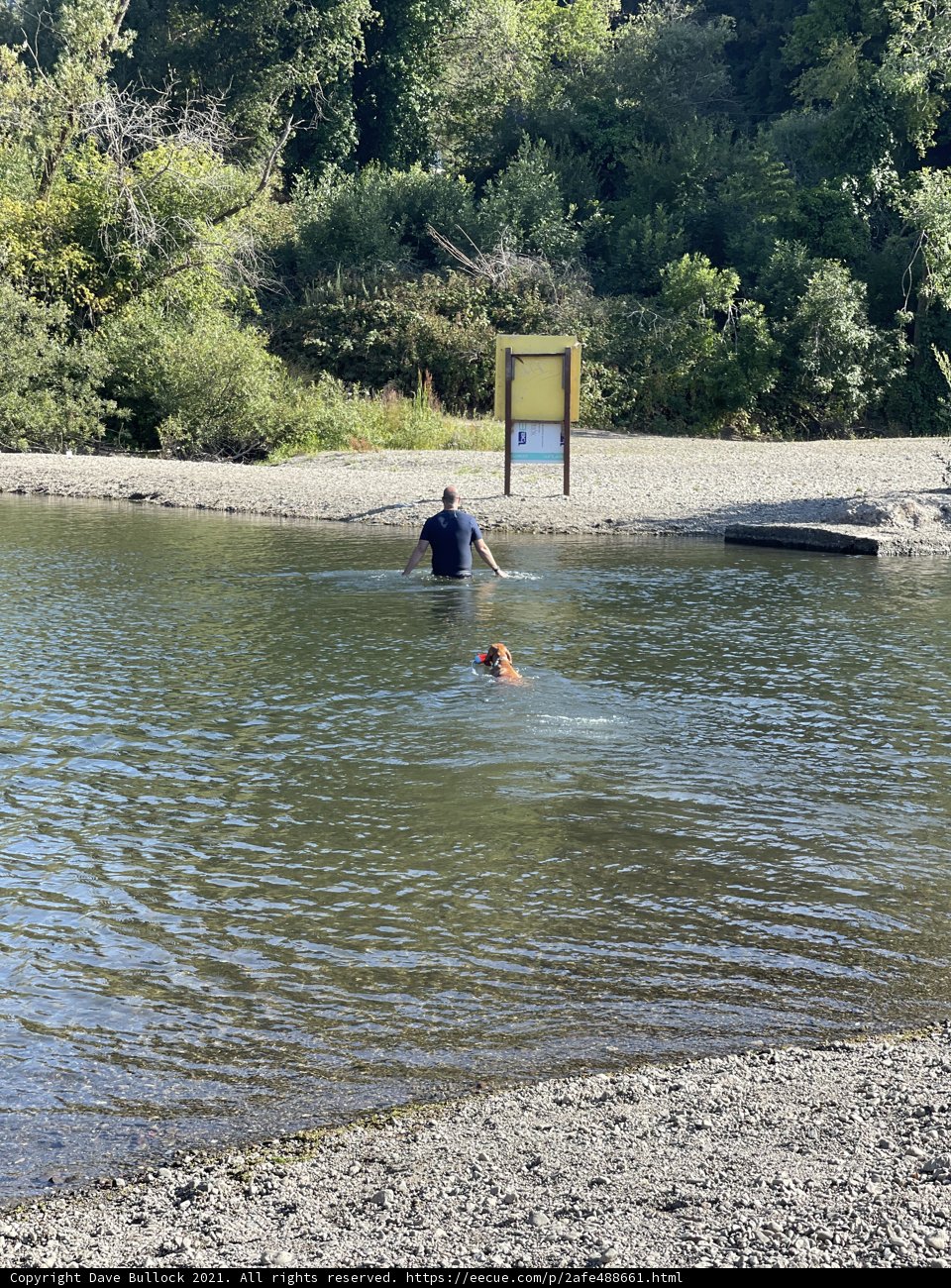 Lake Swim with Furry Friend