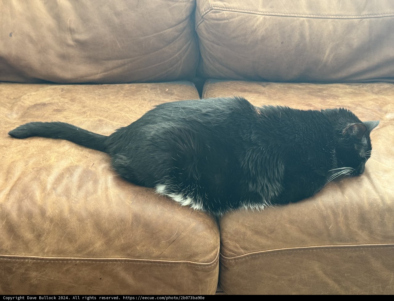 Cozy Afternoon with Leeloo