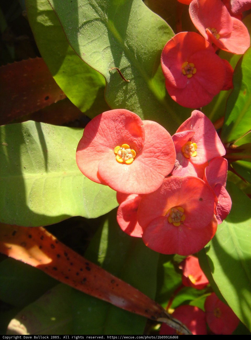 Burst of Red Blooms