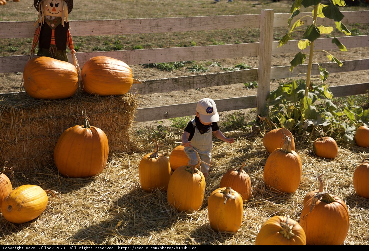 Harvest Season in the Heartlands