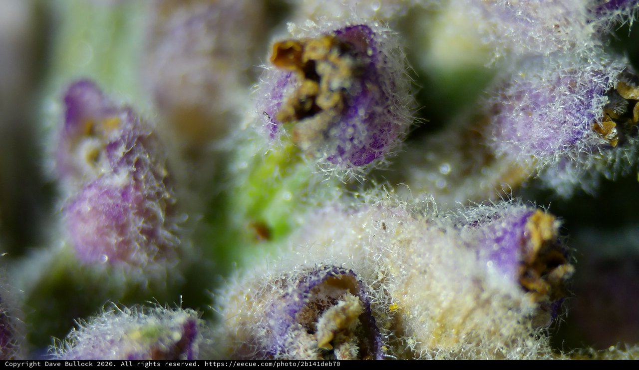 Ethereal Purple Macro Bloom with Crystalline Trichomes