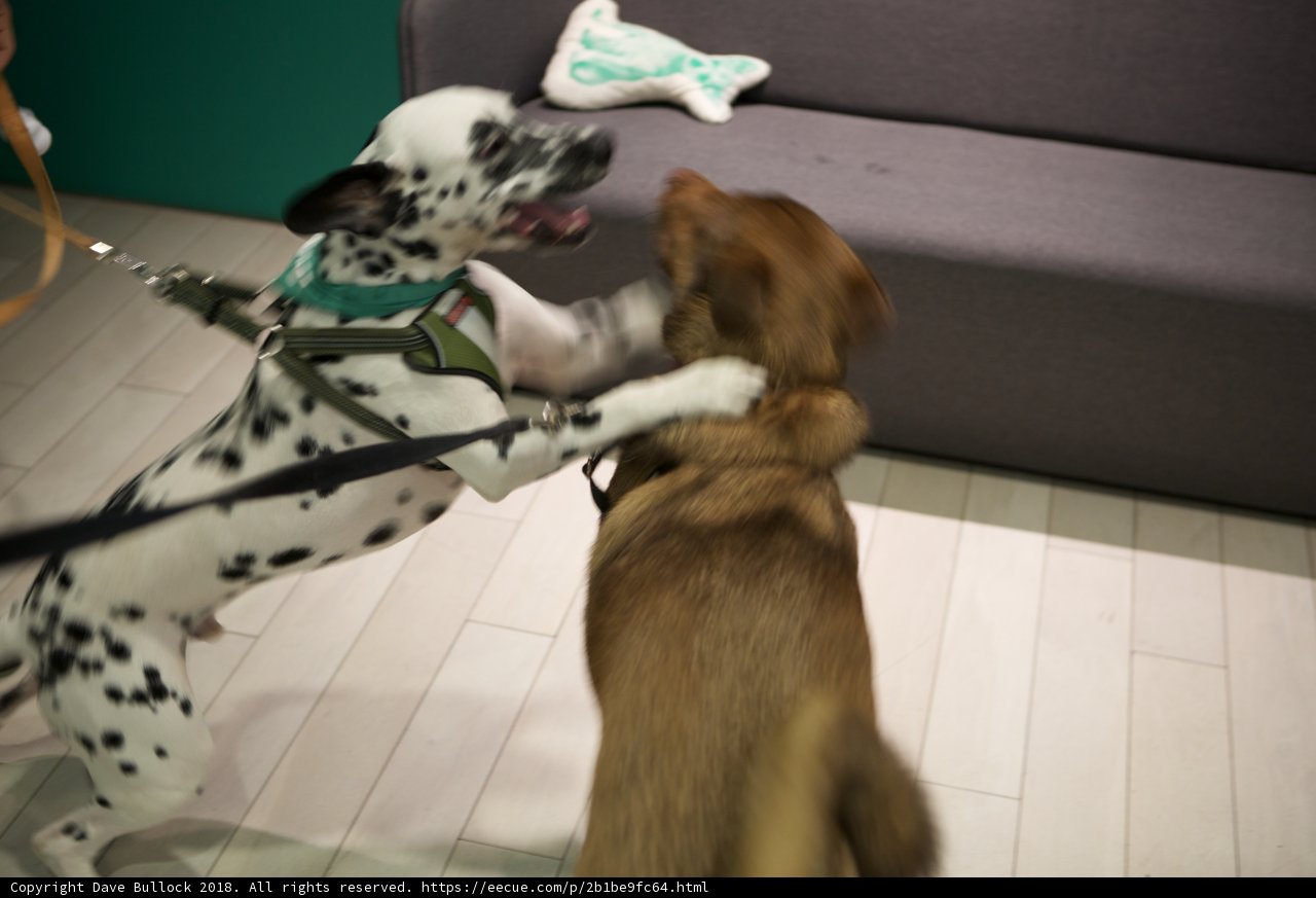 Pawsitively Playful Pups