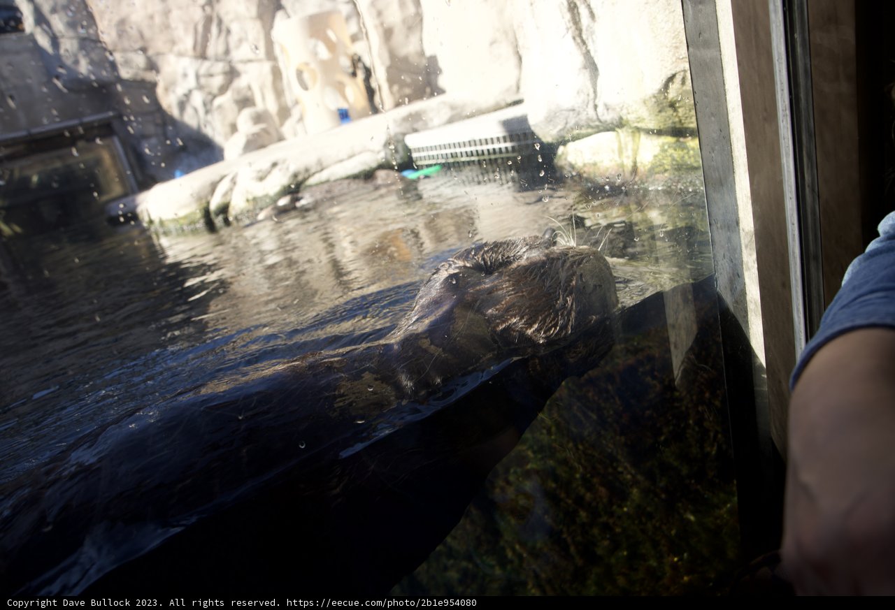 A Man's Fascination: Encounter at Monterey Bay