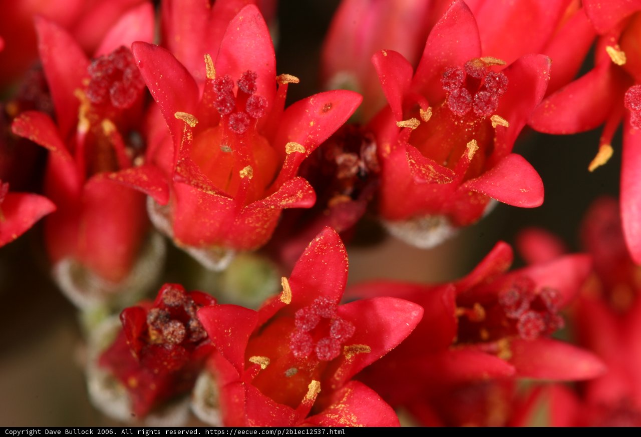 Burst of Red blooms