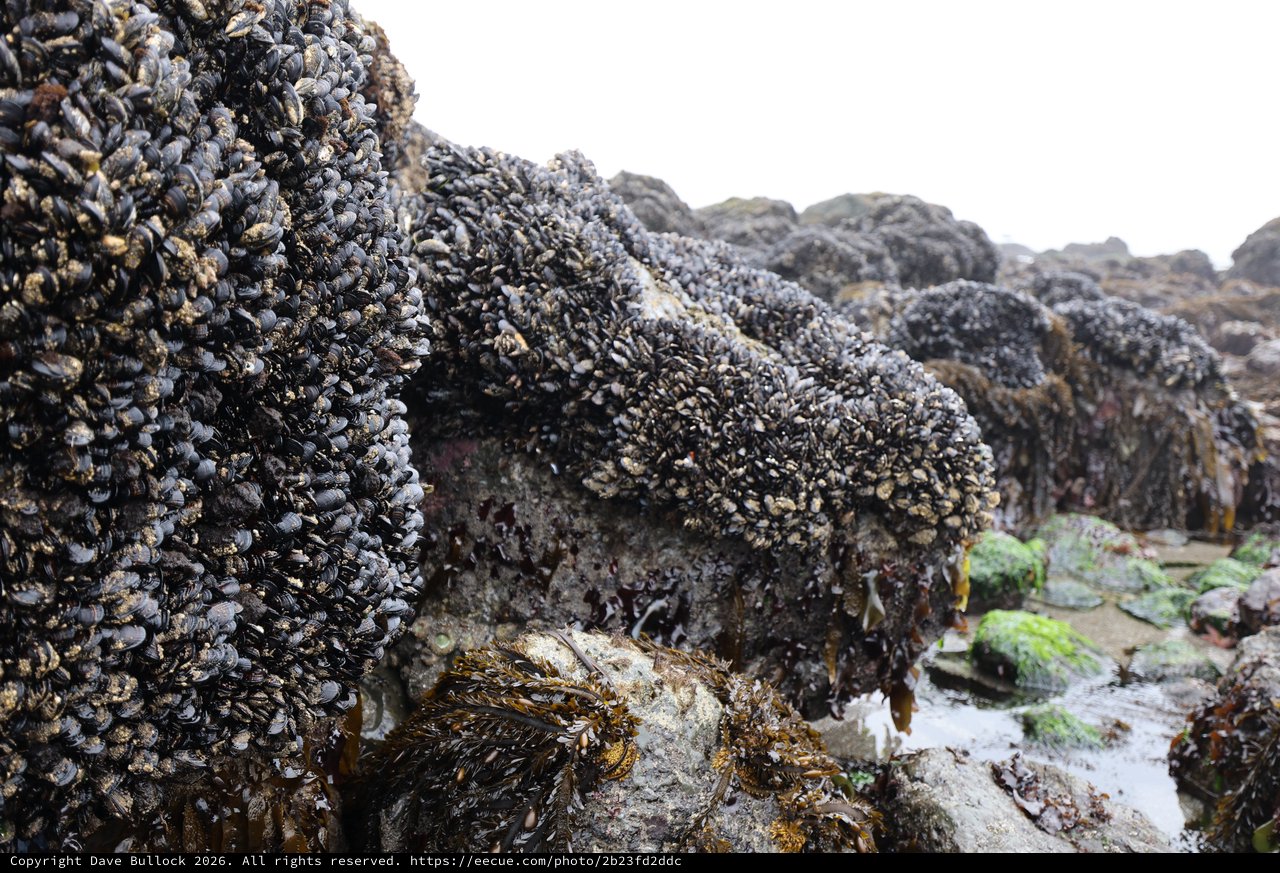 Dense Mussel Colonies Blanketing Pacific Tidal Rocks