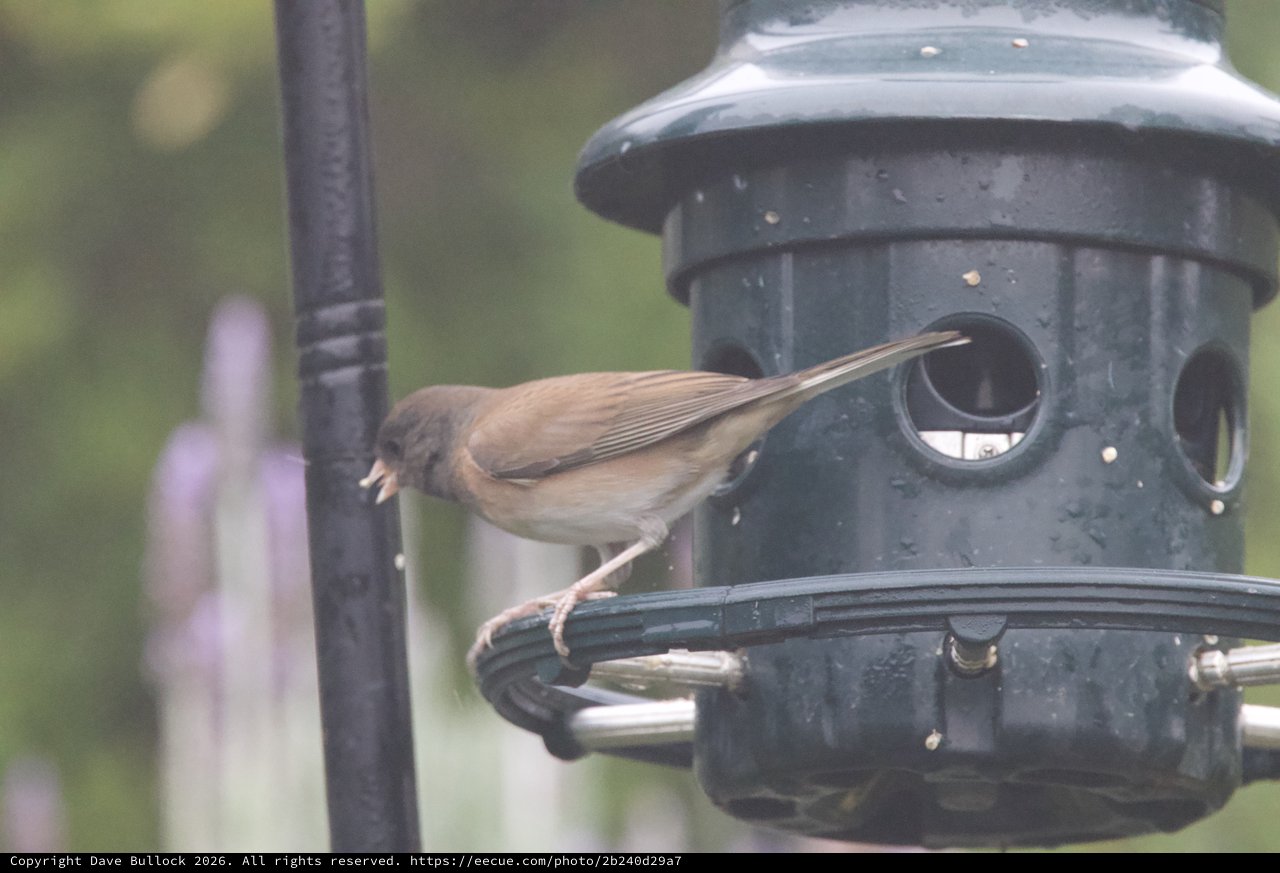 Common Whitethroat Perched on Black Bird Feeder