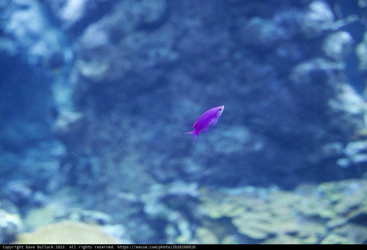 Mystical Submariner: A Purple Protagonist