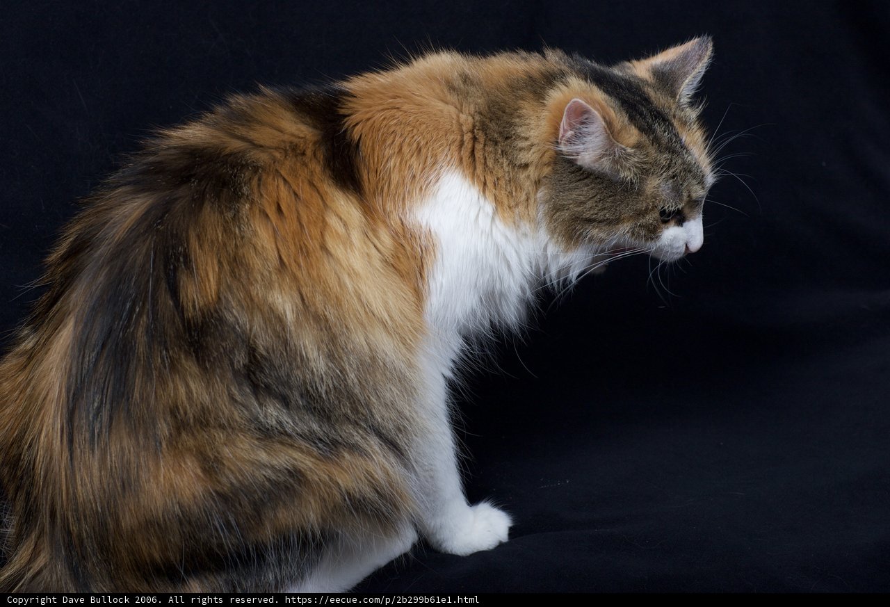 Calico Cat on Black