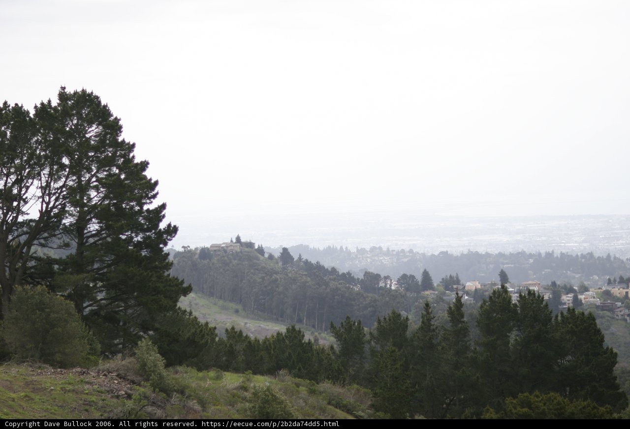 Cityscape Among Coniferous Trees