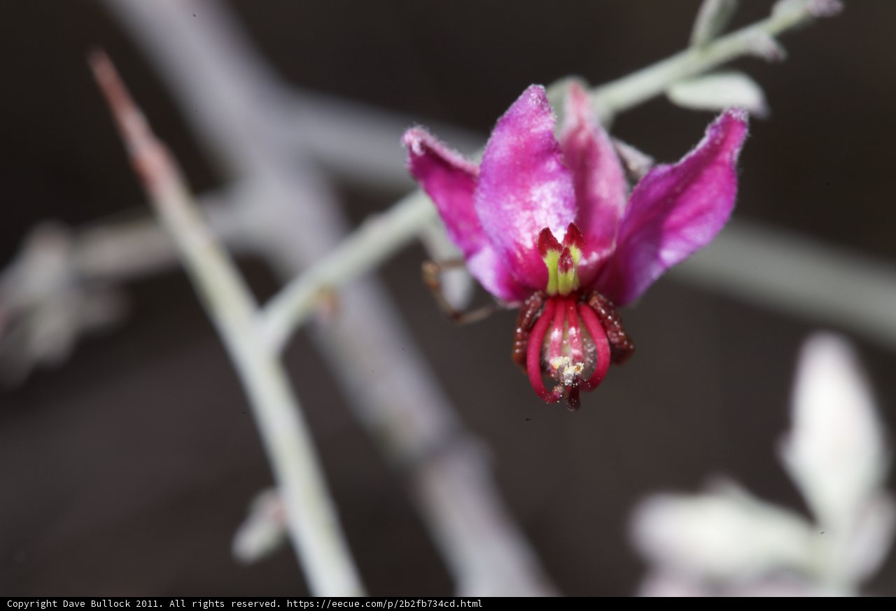 Graceful Spider on a Geranium Flower