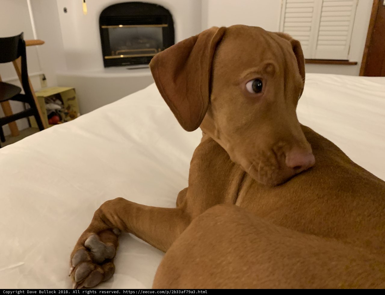 Cozy Canine on the Couch