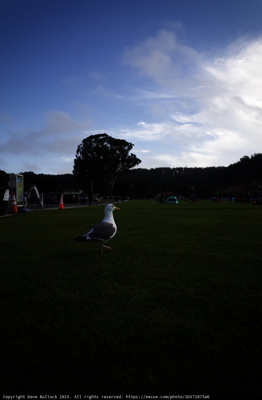 The Gull's Day Out at Presidio