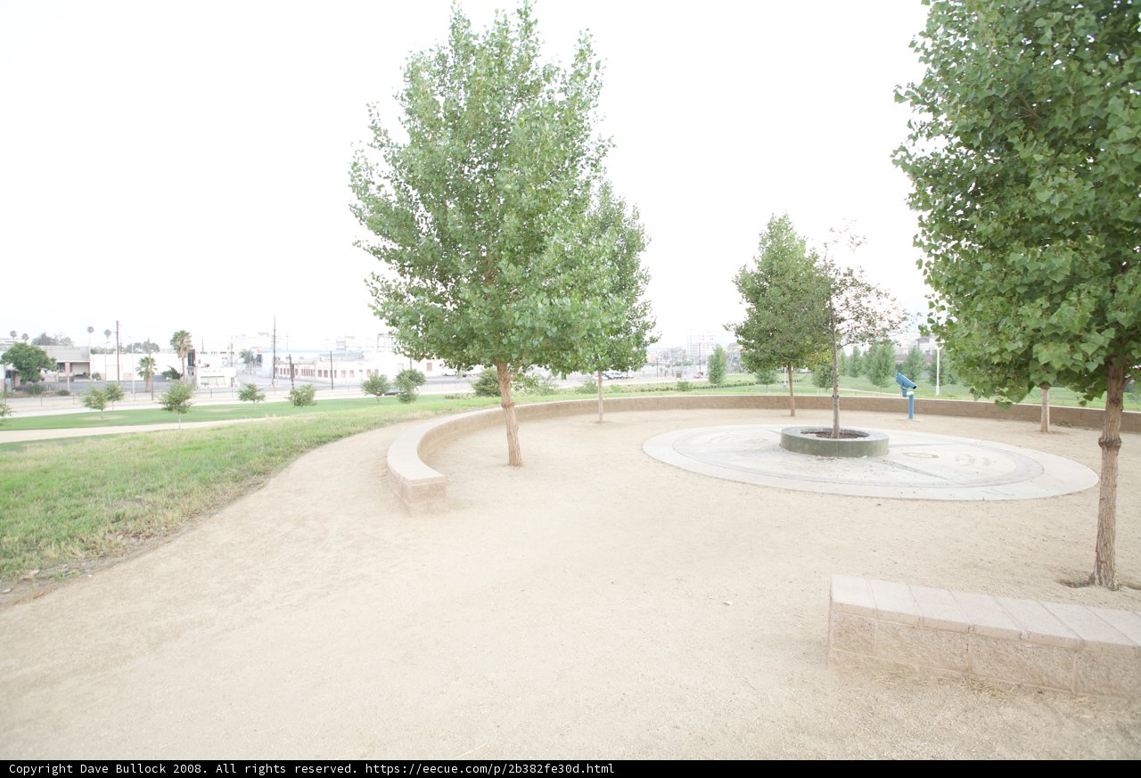 Sycamores and Oaks in the Heart of the City