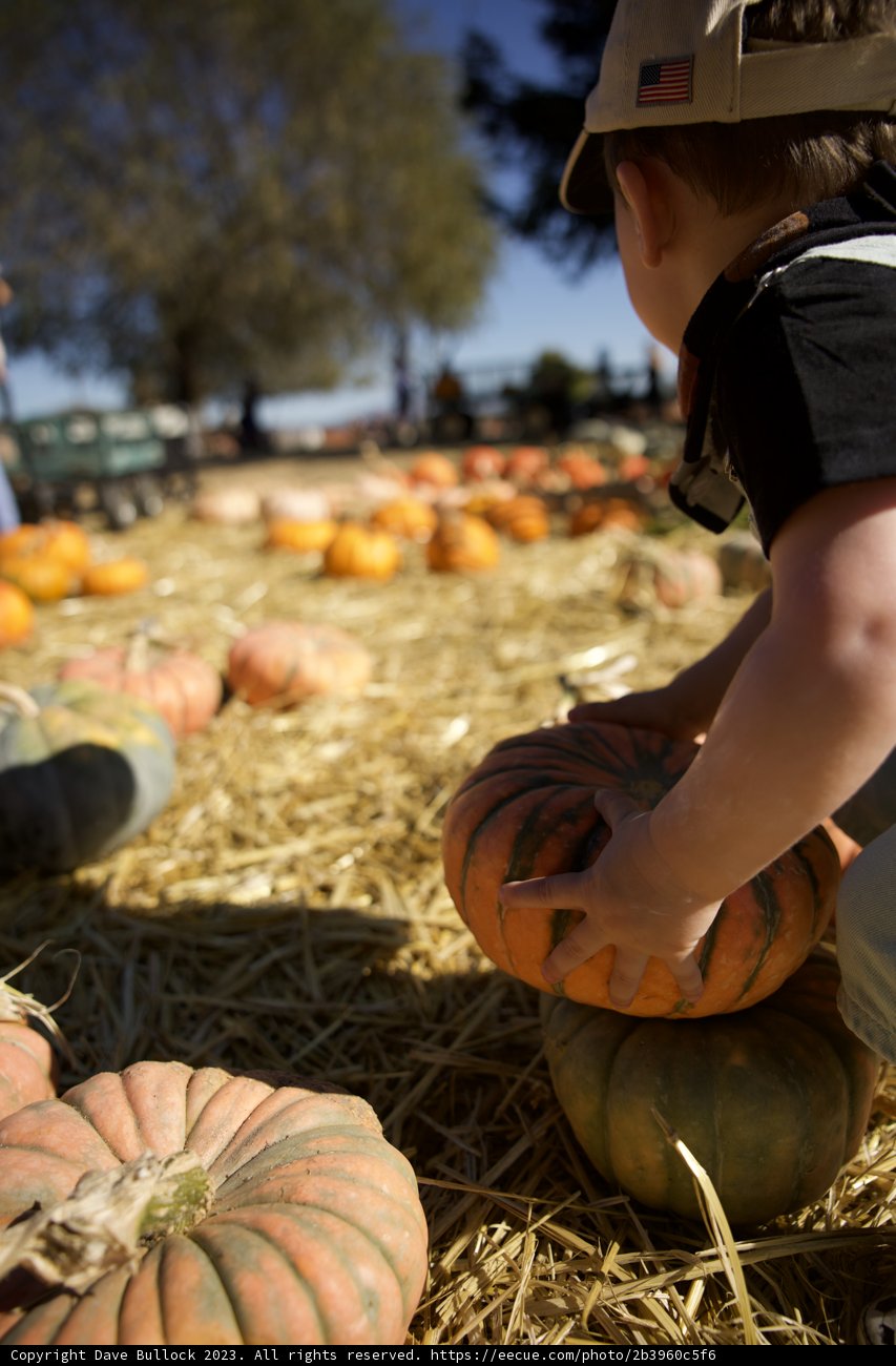 Harvest Joy in Pumpkin Patch