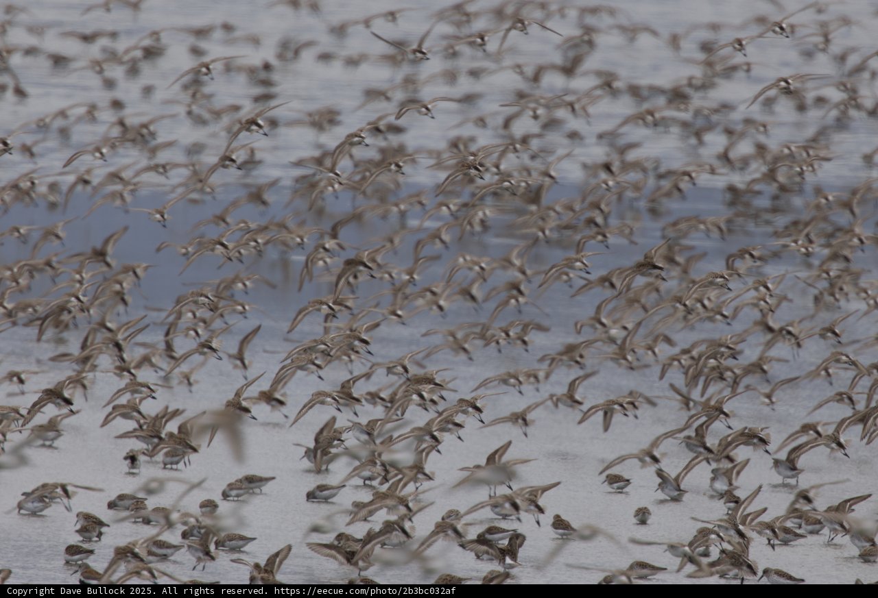 Dance of the Flock