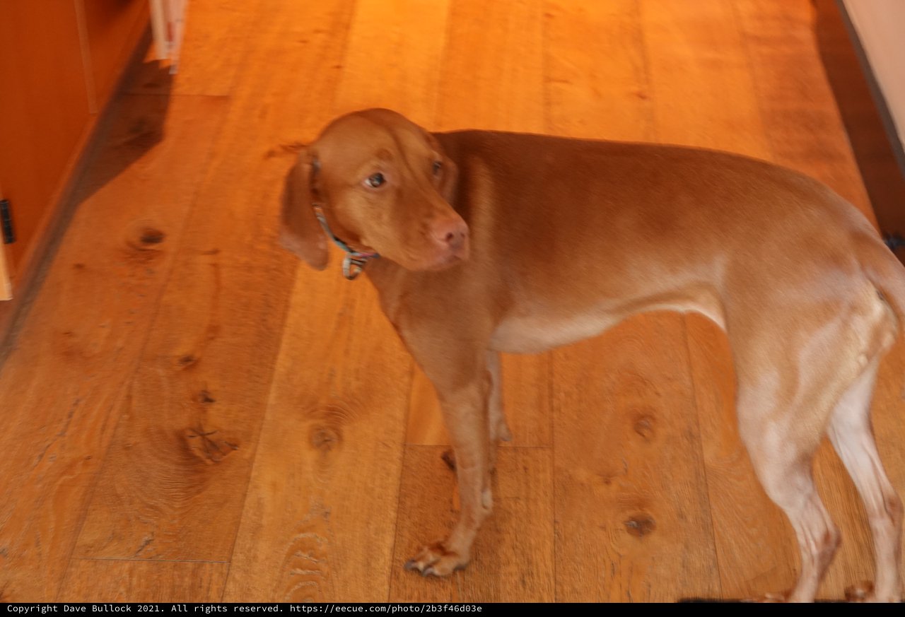 Vizsla Dog Standing on Wooden Floor