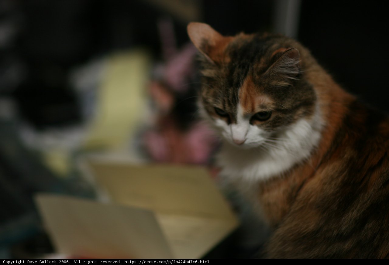 Contemplative Kitty