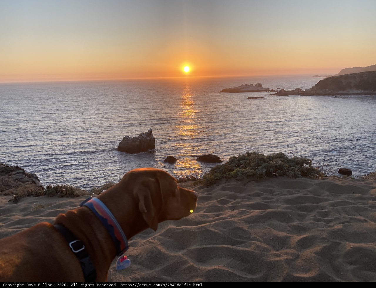 Canine Contemplation at Sunset