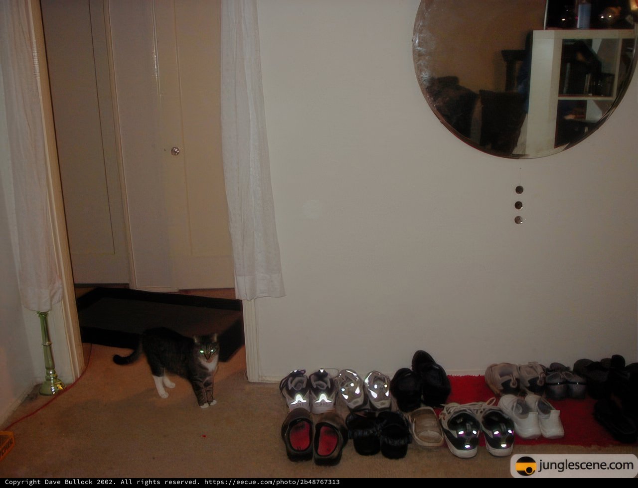 Feline Footwear Fashion