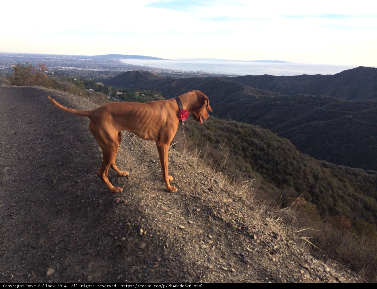 The Watchful Vizsla