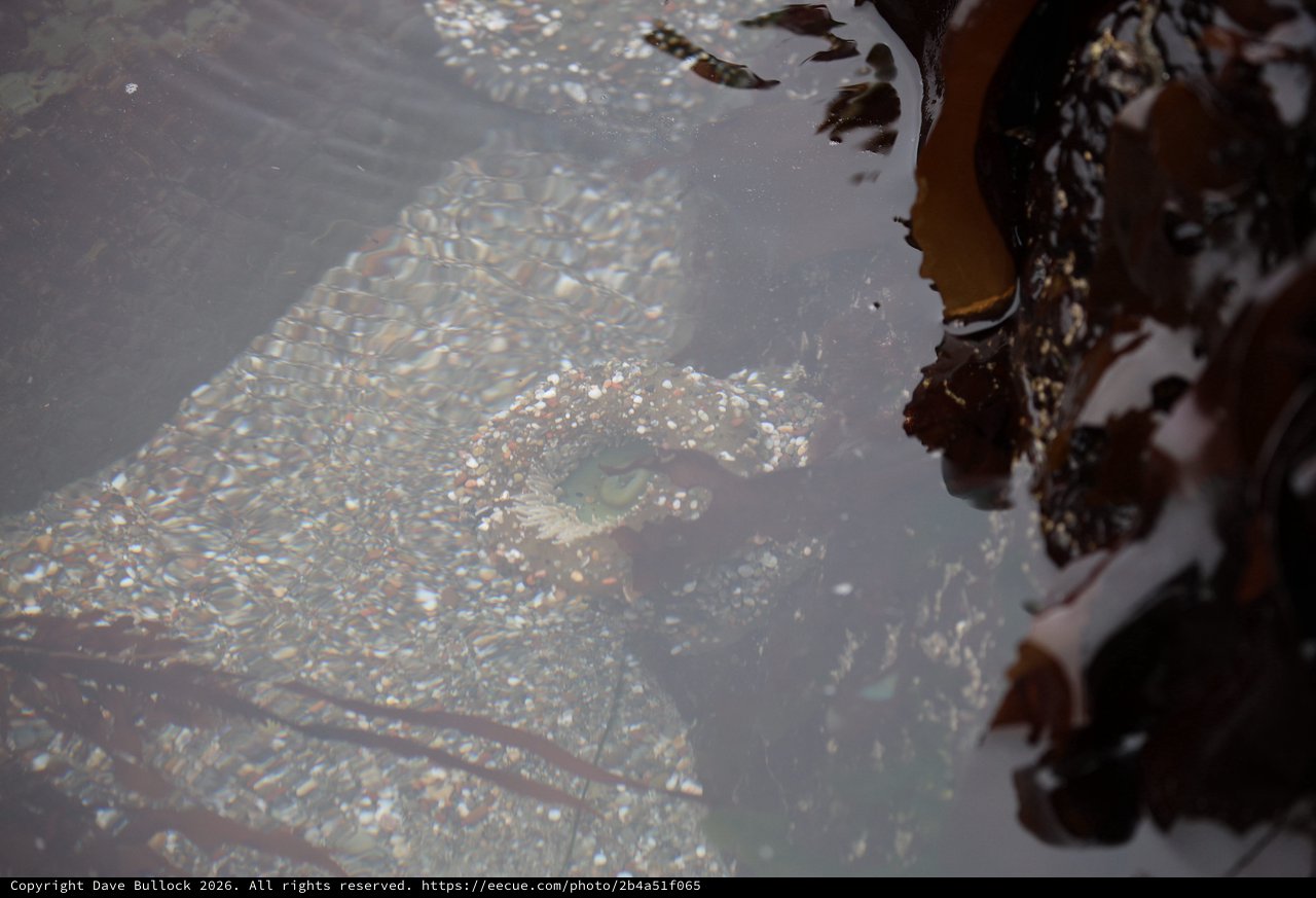 Camouflaged Octopus Hiding in Shallow Tide Pool