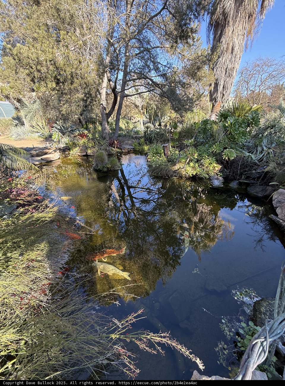 Serenity at the Pond