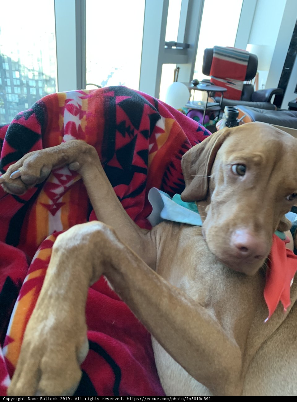 Lazy Day on the Couch