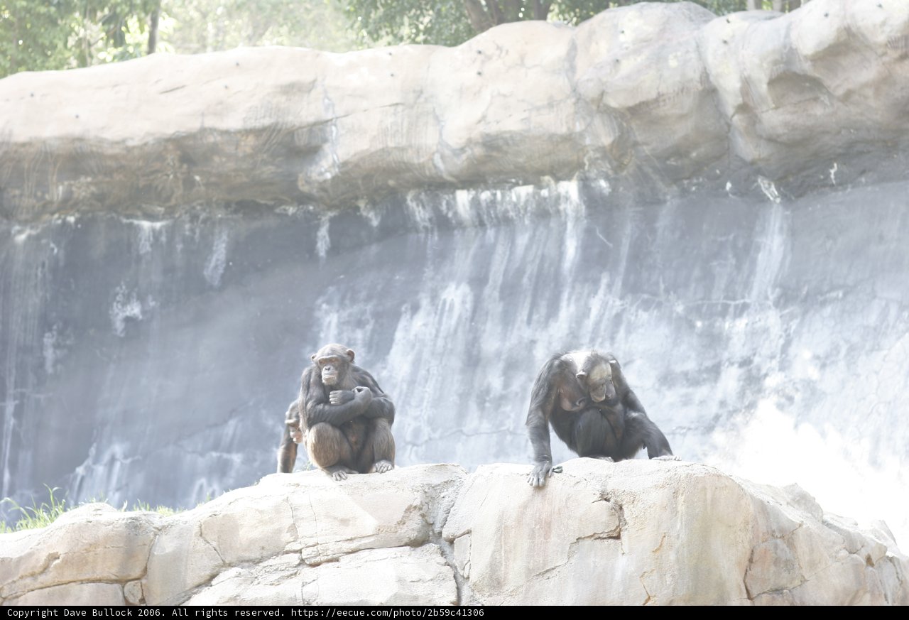 Three Apes and a Waterfall