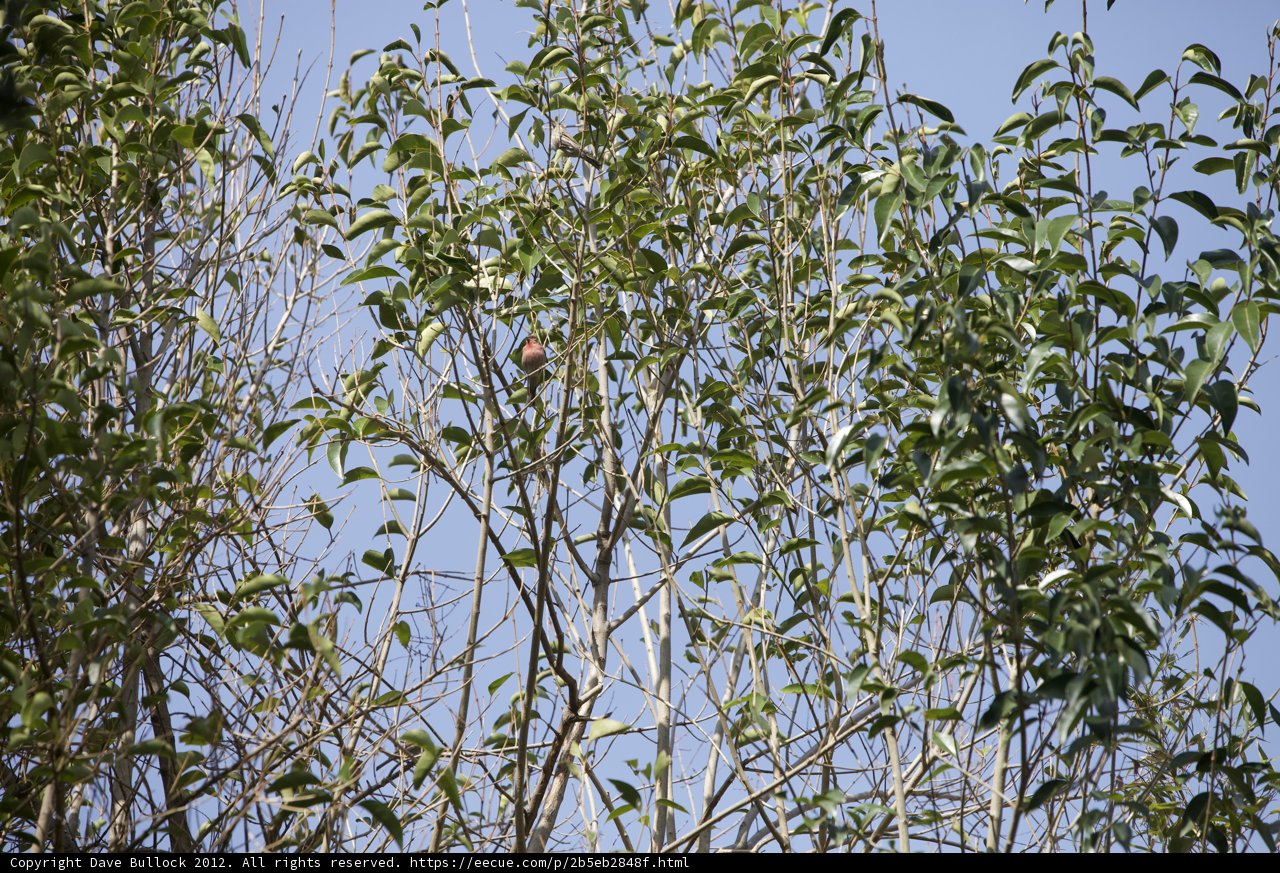 Willow Bird