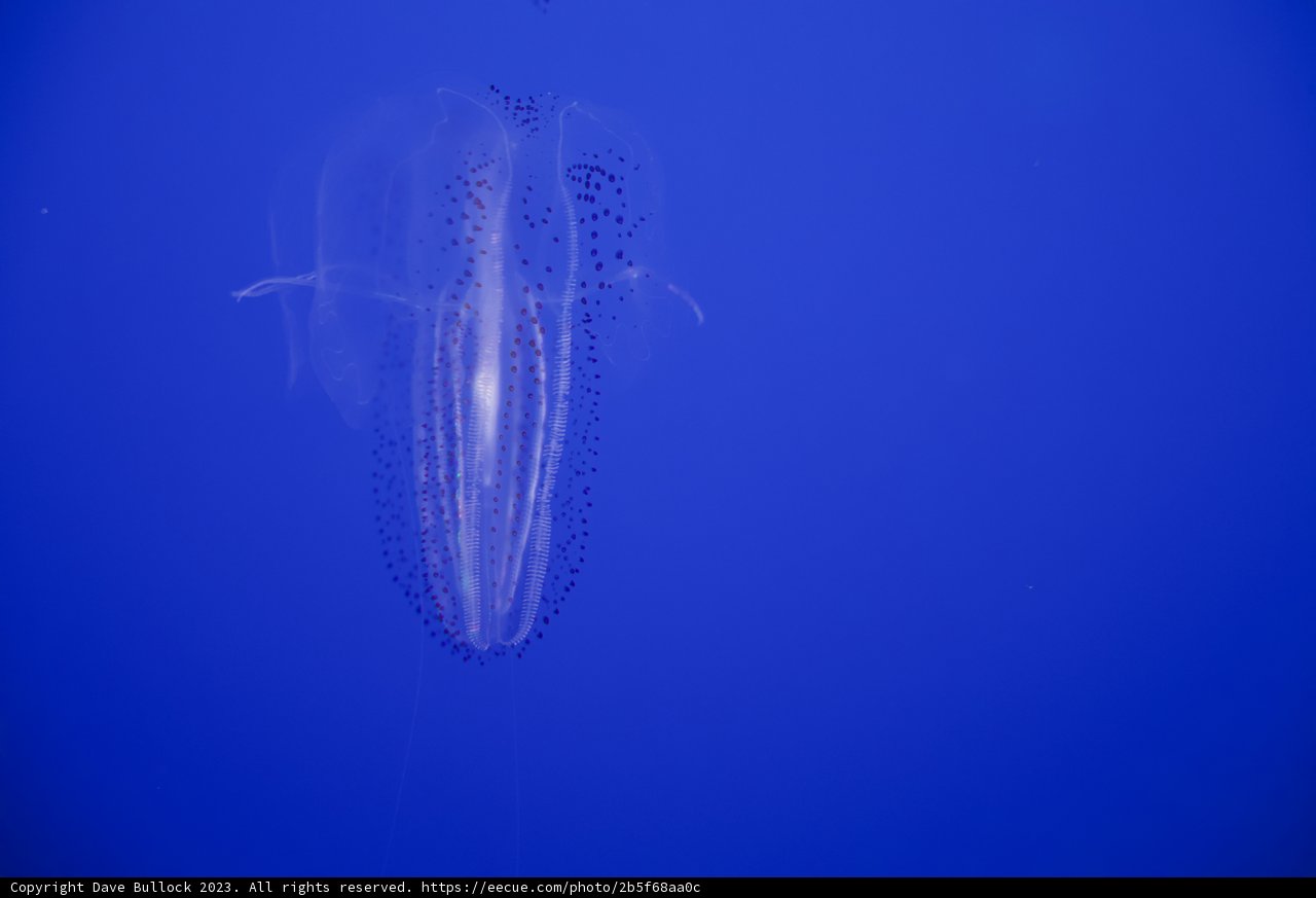 Ethereal Elegance Underwater