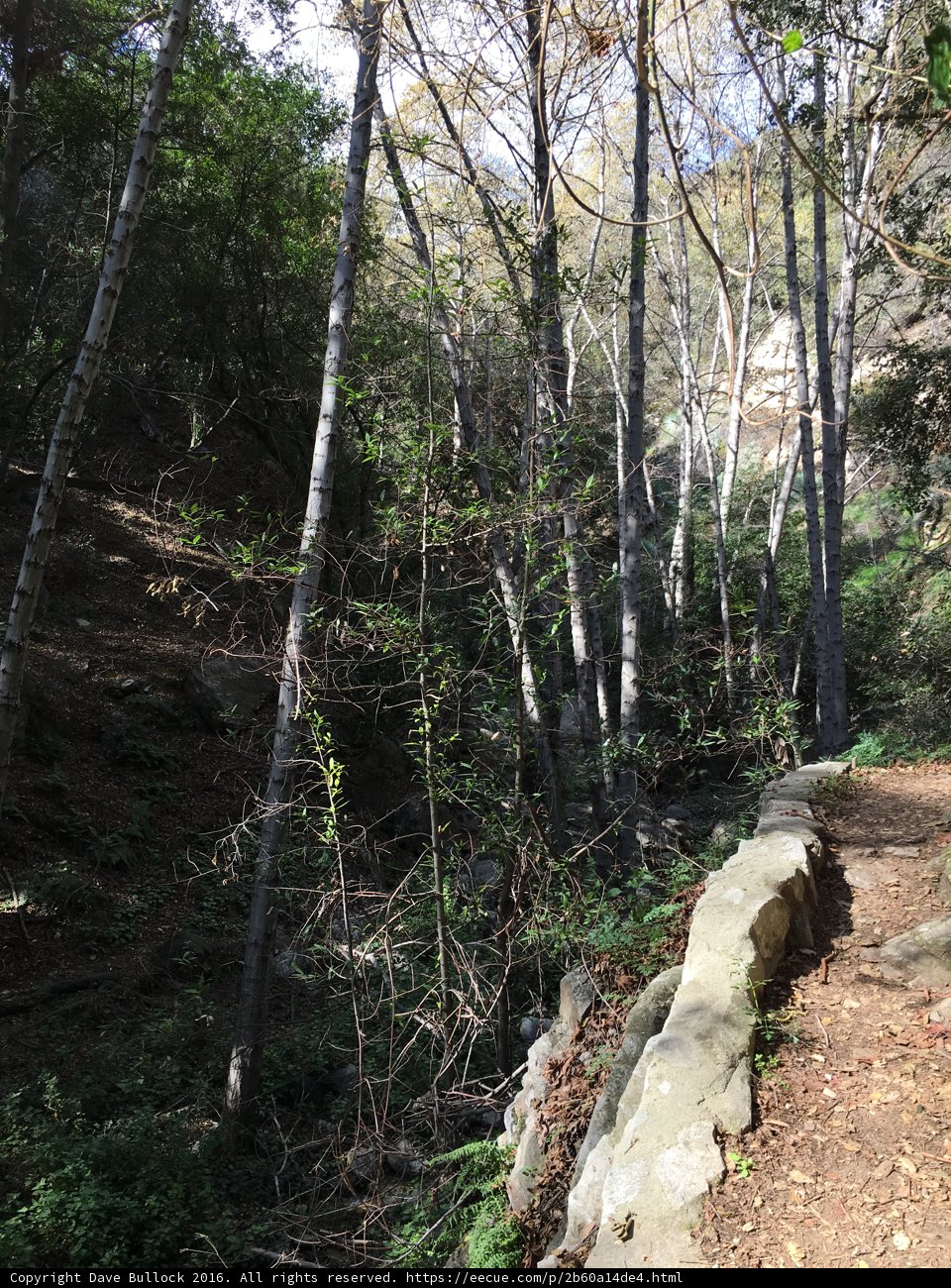 A Path Through the Woods